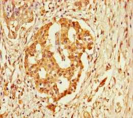 FBLN7 / Fibulin 7 Antibody