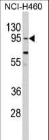 CLOCK Antibody (aa215-249)