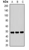 Polyclonal Rabbit anti-Human SCRN2 / Ses2 Antibody (WB)