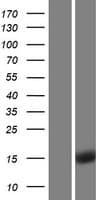 ENSA Protein (Over-Expression Lysate Myc-DDK (Flag))