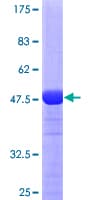 Human RAB11A Protein (Recombinant GST)
