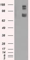 GRIPAP1 / GRASP1 Antibody (clone OTI2C11)