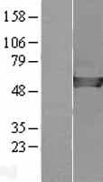 CAP2 Protein (Over-Expression Lysate Myc-DDK (Flag))