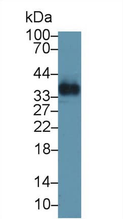 Osteoglycin / Mimecan Antibody (aa180-298, APC)