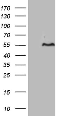 FAM131C Antibody (clone OTI3C9)