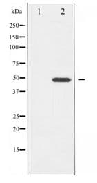 GATA4 Antibody