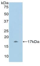 UCN3 / SPC Antibody (aa22-161)
