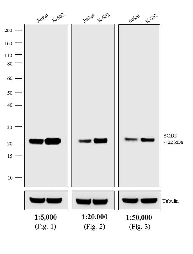 Goat Anti-Mouse IgG Secondary Antibody (AP)