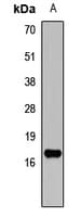 NPPA / ANP Antibody