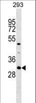 Polyclonal Rabbit anti-Human ASB7 Antibody (aa82-108, WB)