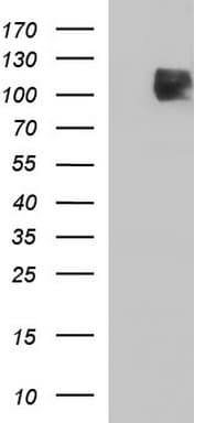 ICAM3 / CD50 Antibody (clone OTI1C2)