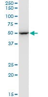 Monoclonal Mouse anti-Human EF1G / EEF1G Antibody (clone 3F11-1A10, IF, WB)