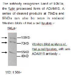 ADAM15 Antibody