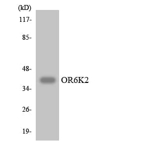Polyclonal Rabbit anti-Human OR6K2 Antibody (aa261-310, WB)
