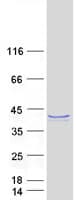 Human FAM50B Protein (Recombinant Myc-DDK (Flag))
