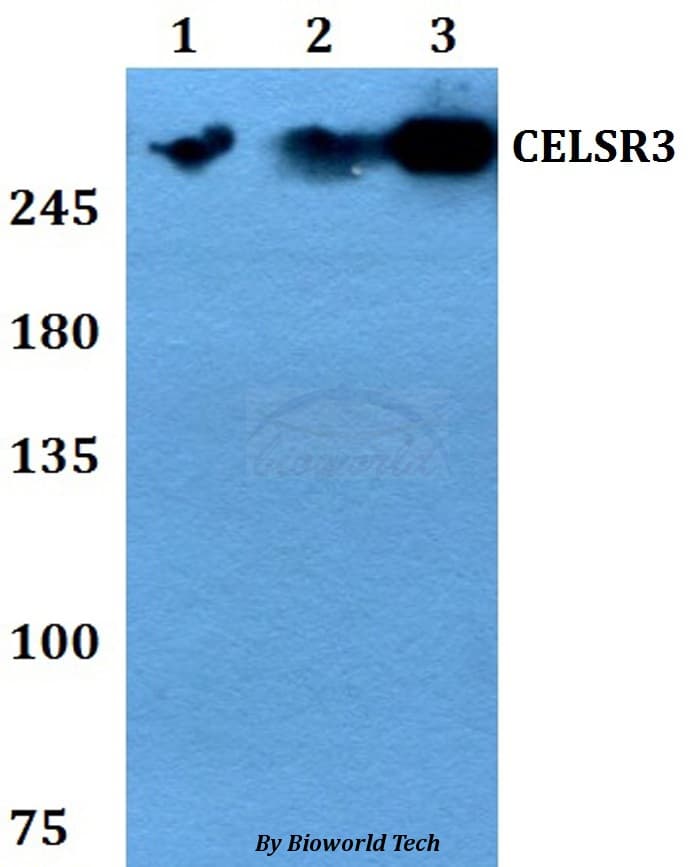 CELSR3 Antibody