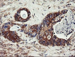UBE2J1 Antibody (clone OTI1F6)
