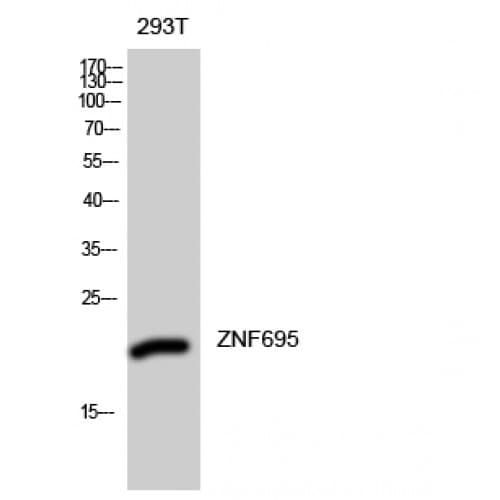 ZNF695 Antibody (Internal)