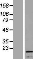SSX4 Protein (Over-Expression Lysate Myc-DDK (Flag))