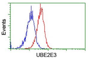 UBE2E3 Antibody (clone OTI4B4)