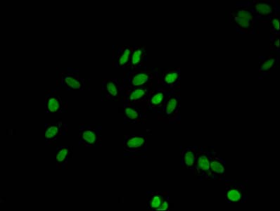 Polyclonal Rabbit anti-Human H1F0 Antibody (IF, WB)