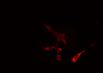 AKAP17A / 721P Antibody