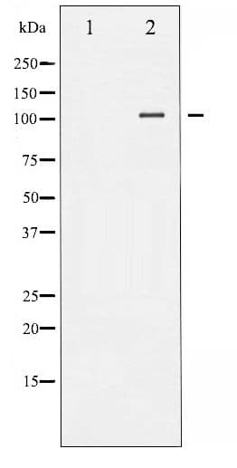 NFAT4 / NFATC3 Antibody (phospho-Ser165)