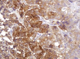 CDC123 Antibody (clone OTI3G8)