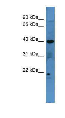 MRGPRX3 / MRGX3 Antibody (C-Terminus)