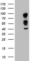 TLE1 / TLE 1 Antibody (clone OTI1A11)