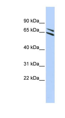 Polyclonal Rabbit anti-Human FMO4 Antibody (aa144-193, WB)