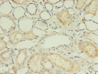UGT2B4 Antibody