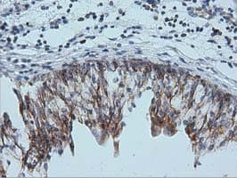 IVD Antibody (clone OTI1B10)
