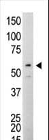 SRC Antibody (clone 17AT28)