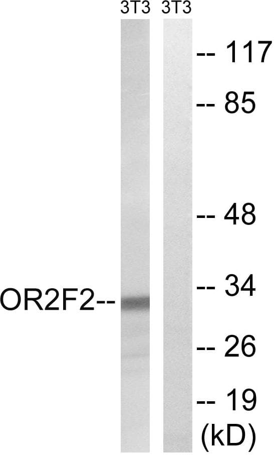 OR2F2 Antibody