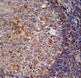 ARHGAP25 Antibody (aa193-219)