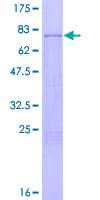 Human TRAF4 Protein (Recombinant GST)