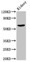 GCP60 / ACBD3 Antibody