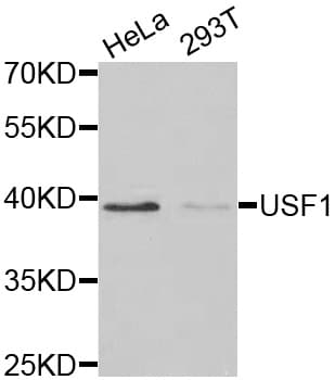 Polyclonal Rabbit anti-Human USF1 / USF Antibody (IHC, IF, WB)