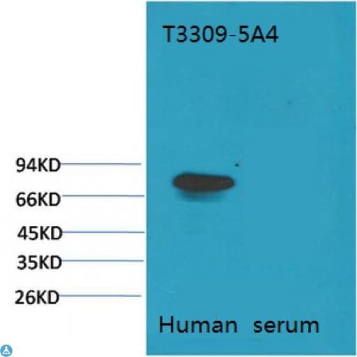 TF / Transferrin Antibody