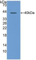 CCL3 / MIP-1-Alpha Antibody (aa24-92)