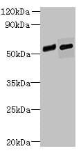 Polyclonal Rabbit anti-Human FAM124B Antibody (IHC, WB)