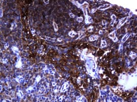 TCL / RHOJ Antibody (clone OTI5C7, Carrier-free)