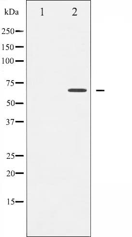 CD19 Antibody