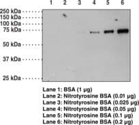 Monoclonal Mouse Nitrotyrosine Antibody (IHC, WB)