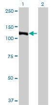 IHC-plus™ Monoclonal Mouse anti-Human E4F1 / E4F Antibody (clone 4B10, IHC, IF, WB)