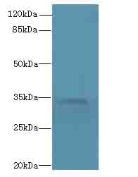 TMEM177 Antibody