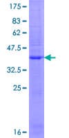 Human GRIA3 / GLUR3 Protein (Recombinant GST)