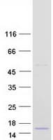 Human FAM19A1 Protein (Recombinant Myc-DDK (Flag))