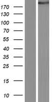 Human CIT / CRIK / Citron Protein (Over-Expression Lysate Myc-DDK (Flag))